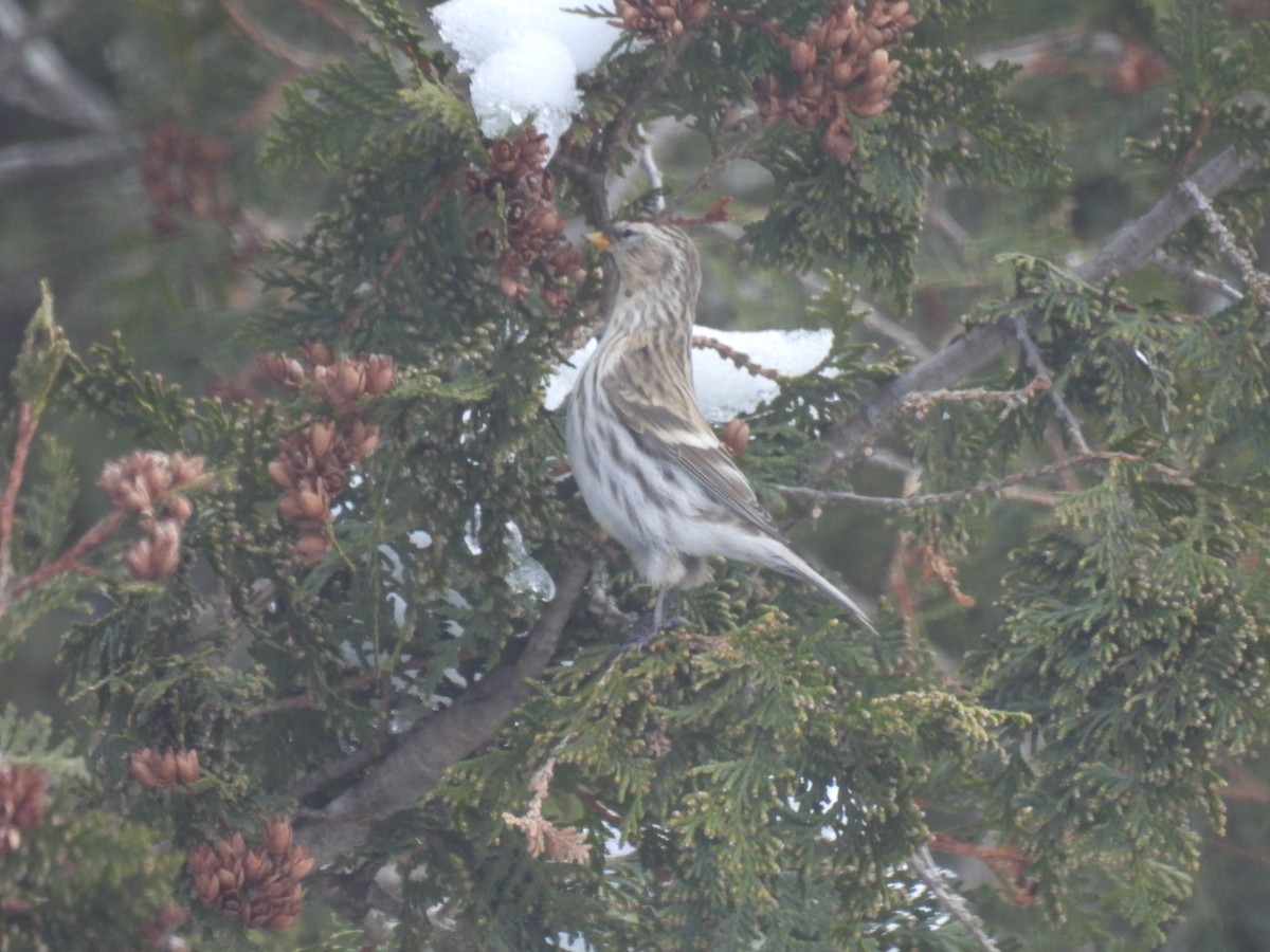 Common Redpoll - ML612143760