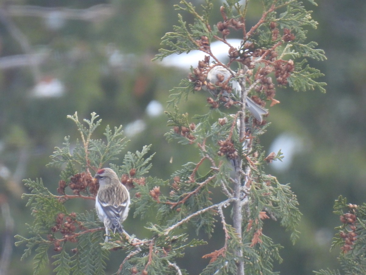 Common Redpoll - ML612143761