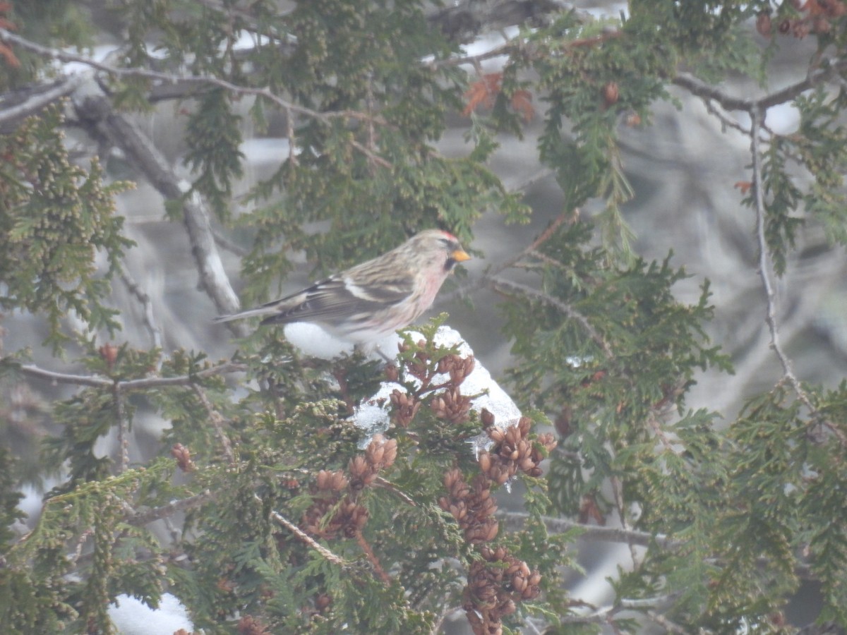 Common Redpoll - ML612143762