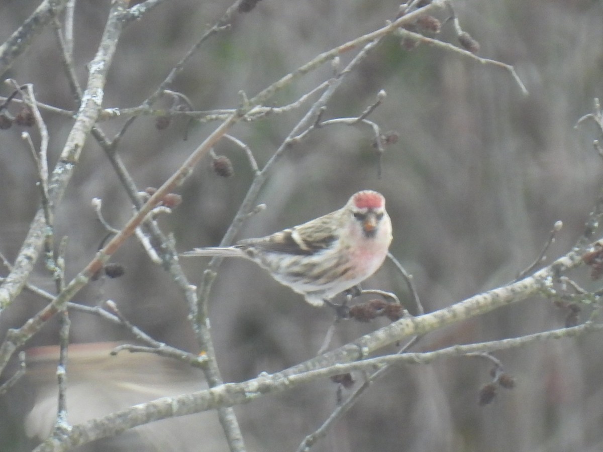 Common Redpoll - ML612143763