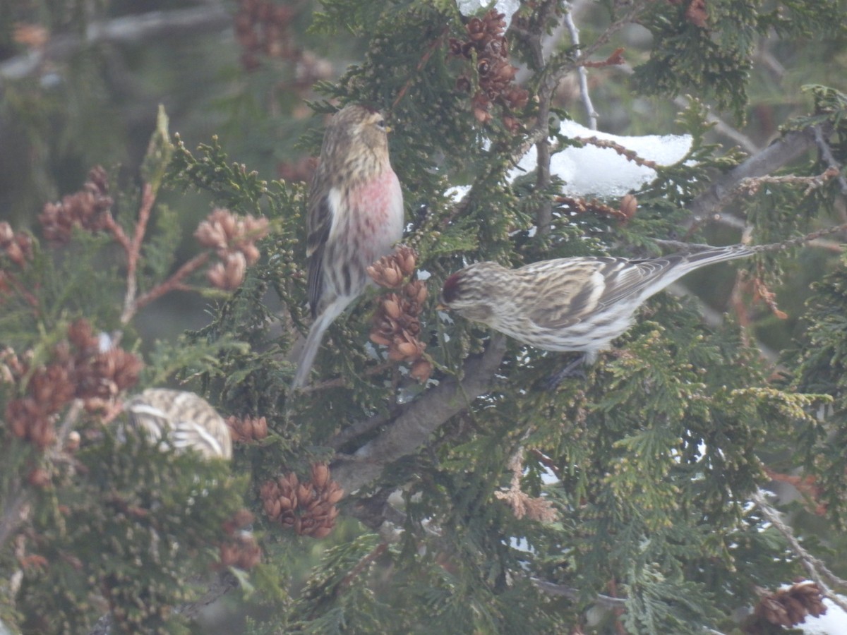 Common Redpoll - ML612143764