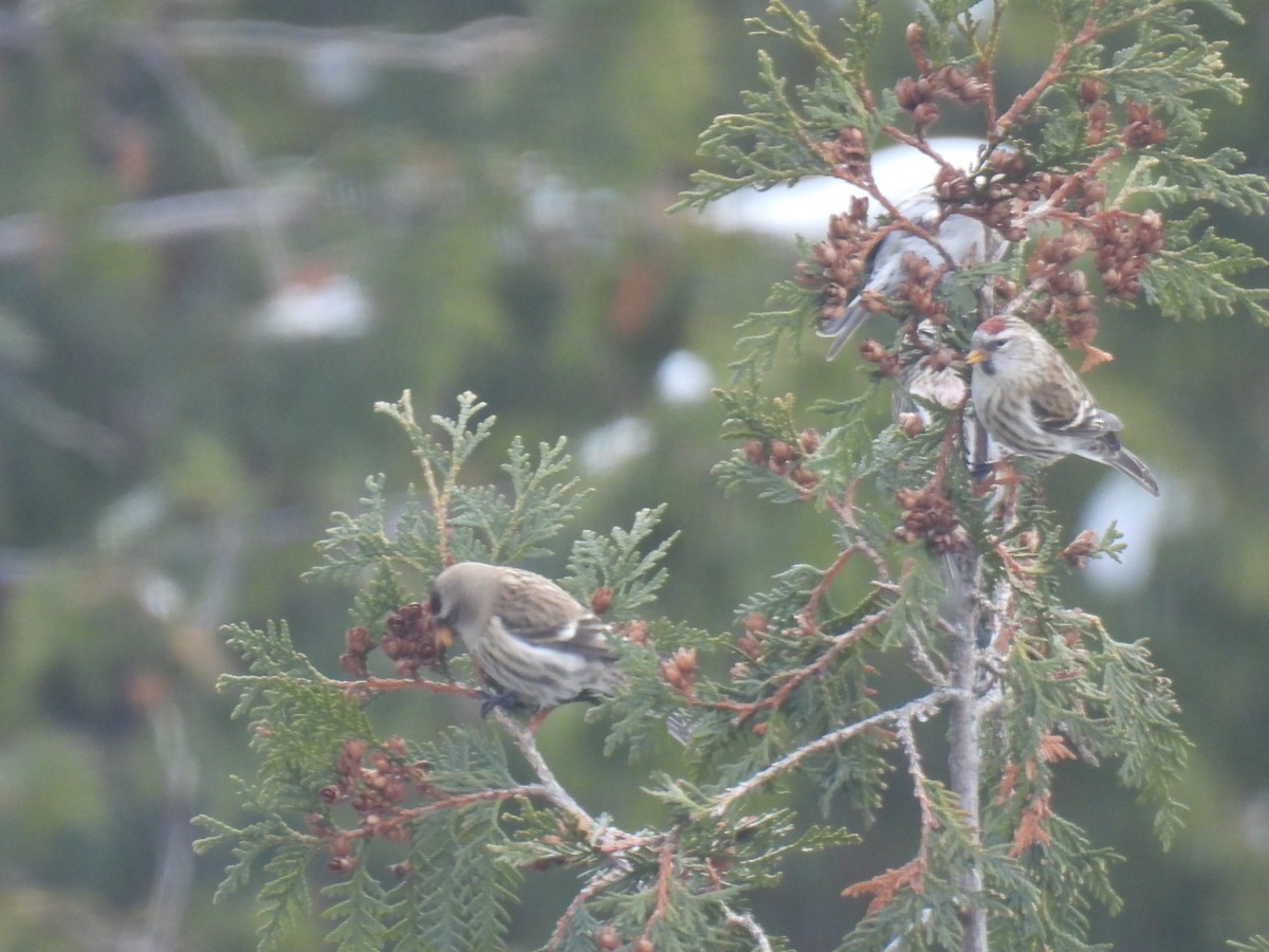 Common Redpoll - ML612143765