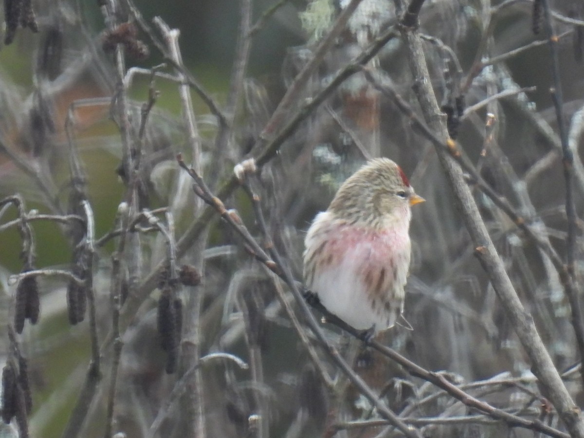 Redpoll (Common) - ML612143766