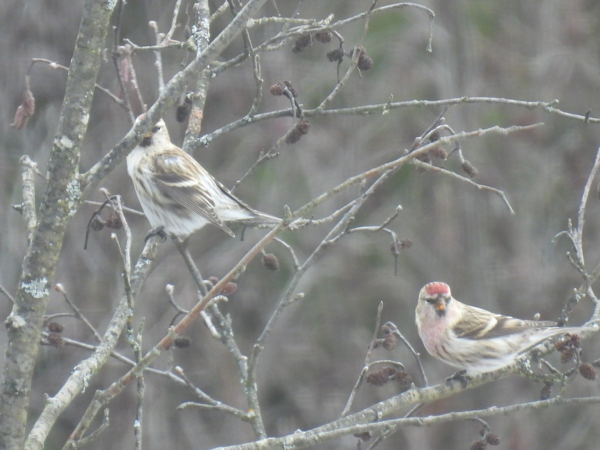Redpoll (Common) - ML612143768