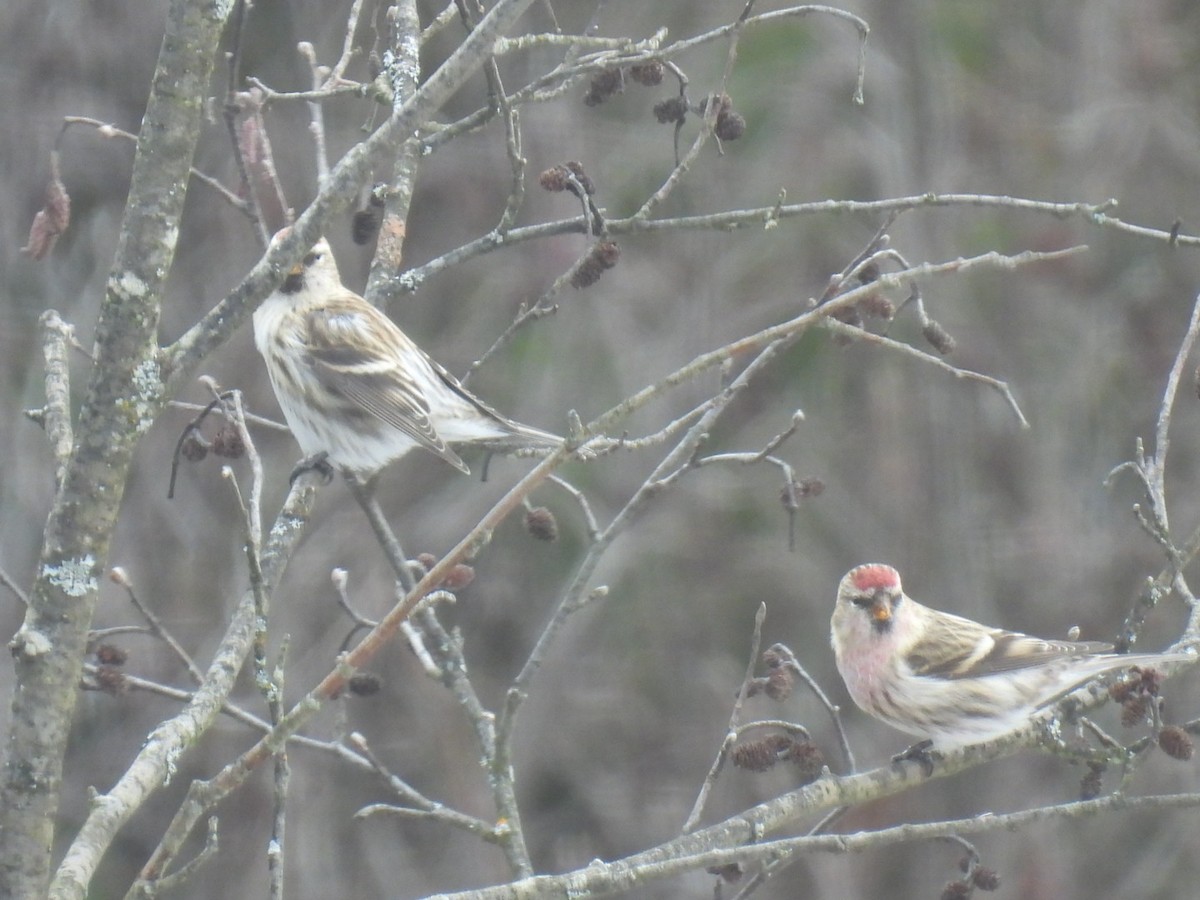 Common Redpoll - ML612143768