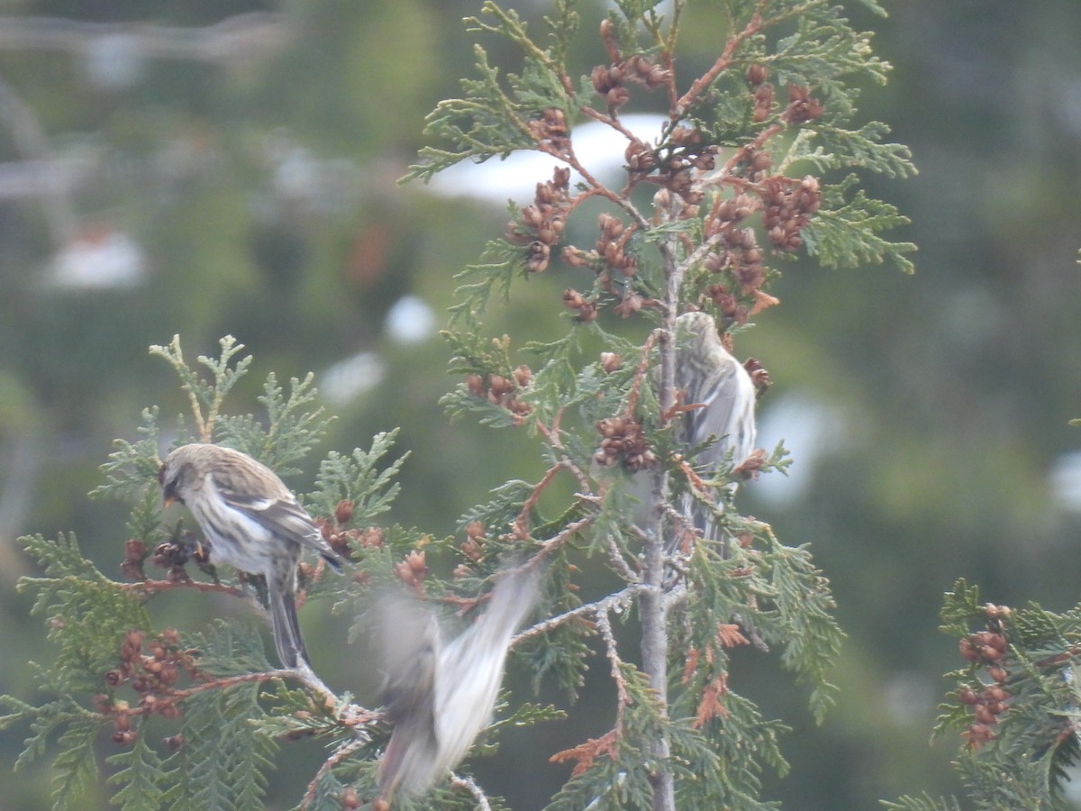 Redpoll (Common) - ML612143769
