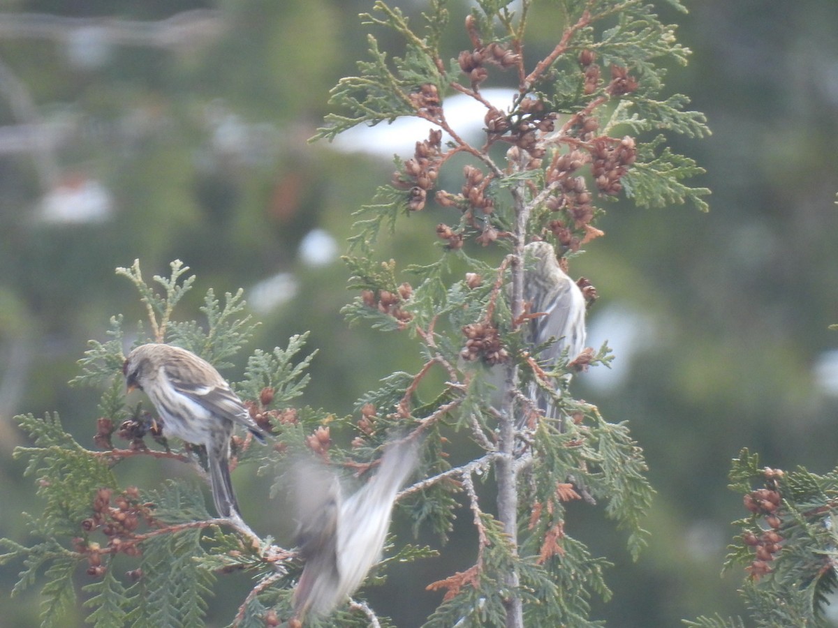 Common Redpoll - ML612143769