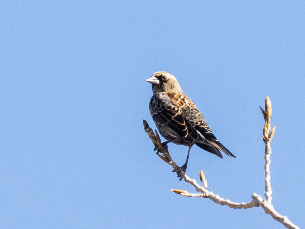 Red-winged Blackbird - Bob Friedrichs