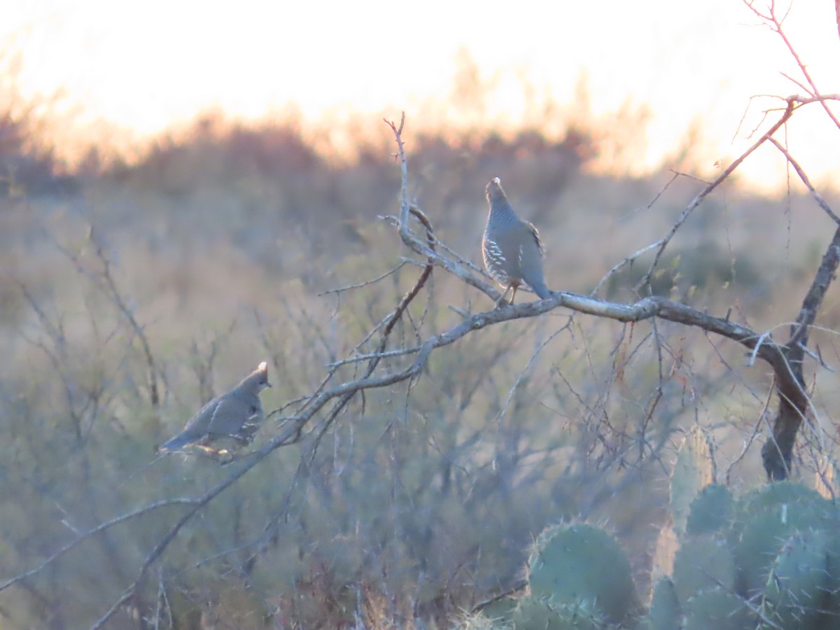 Scaled Quail - ML612143781