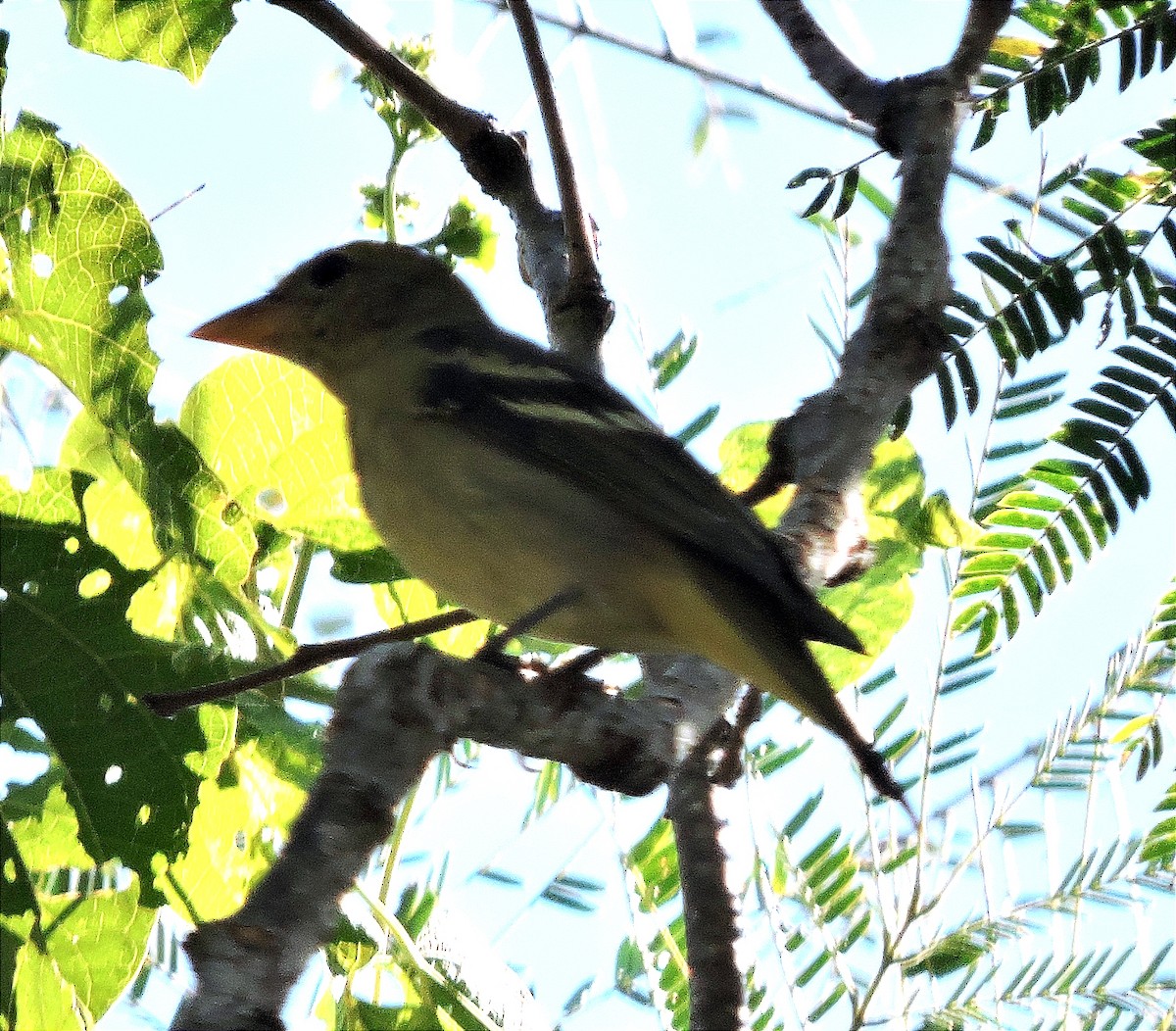 Western Tanager - ML612143782