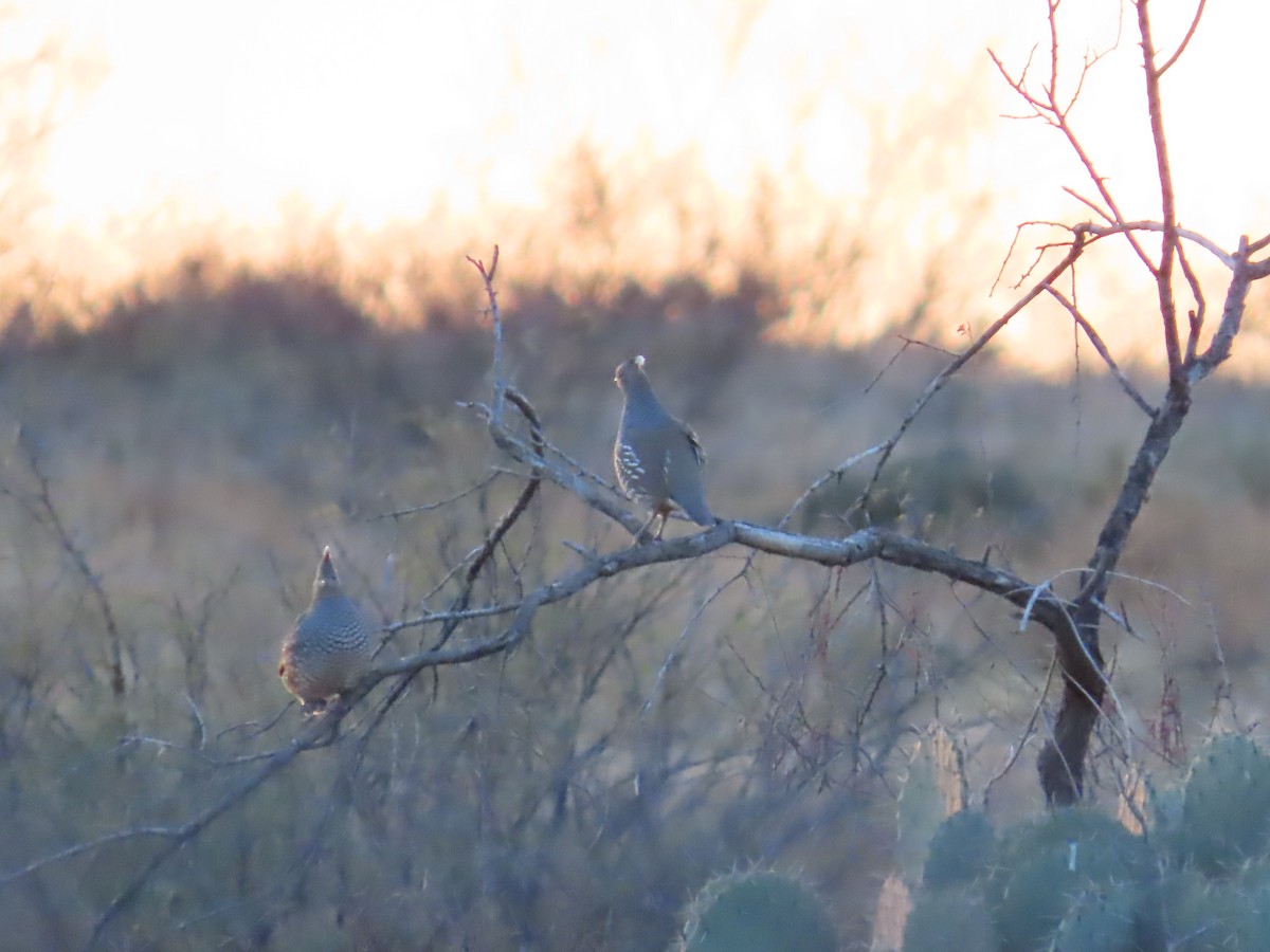 Scaled Quail - ML612143784