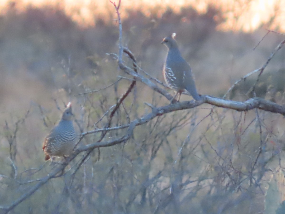 Scaled Quail - ML612143785