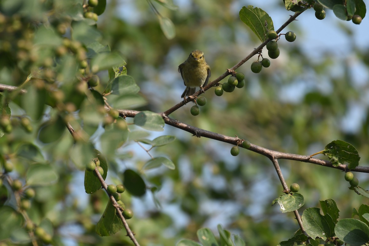 Brooks's Leaf Warbler - Mahesh Rajpoot