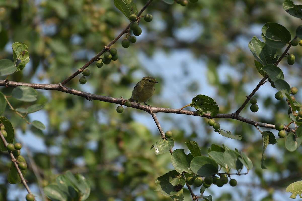 Brooks's Leaf Warbler - Mahesh Rajpoot