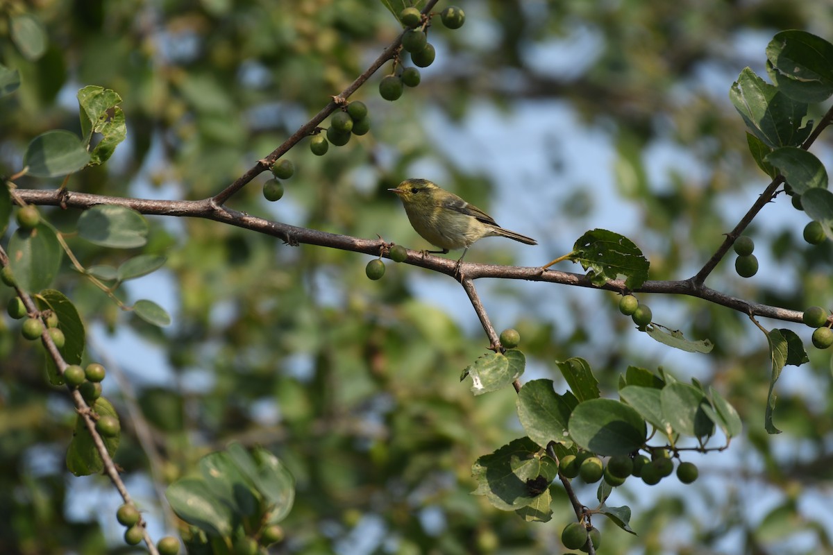 Brooks's Leaf Warbler - Mahesh Rajpoot