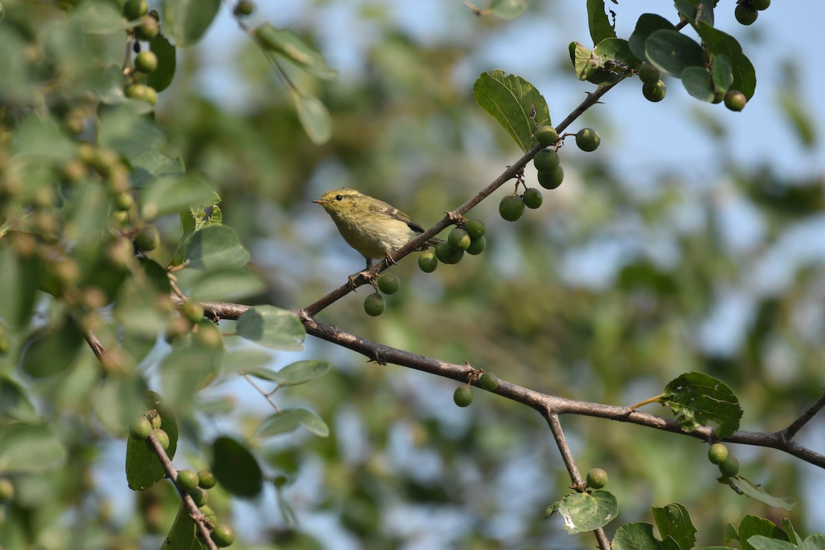 Brooks's Leaf Warbler - Mahesh Rajpoot