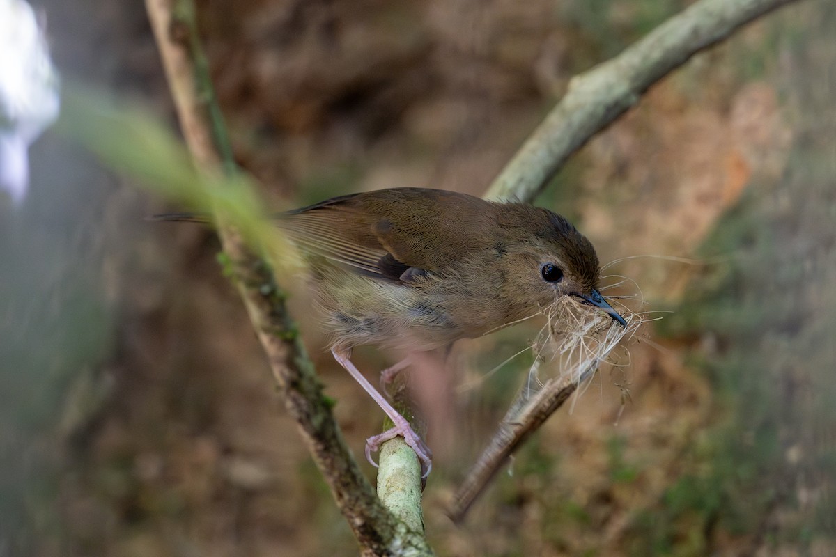 Atherton Scrubwren - ML612143798