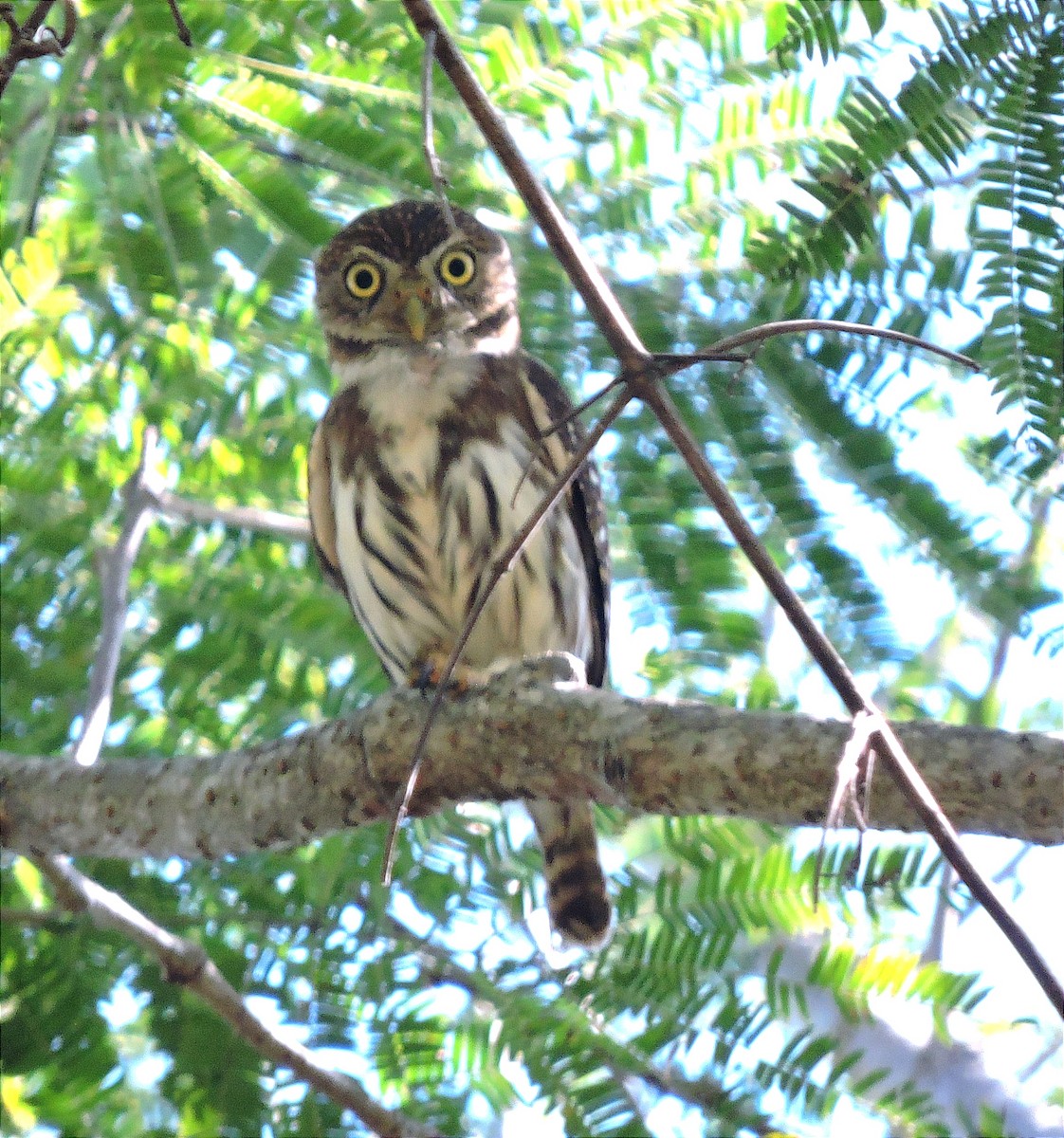 Ferruginous Pygmy-Owl - ML612143799