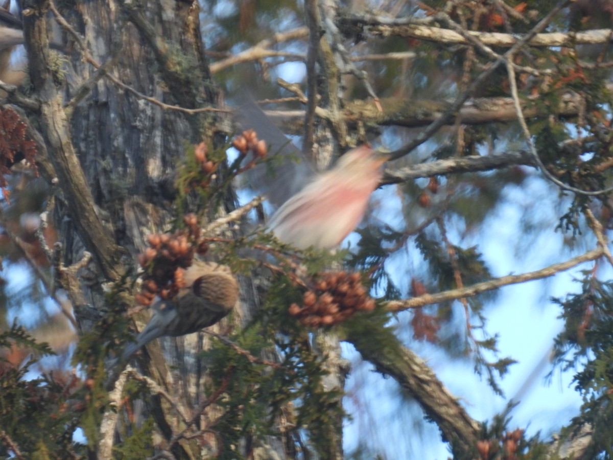 Redpoll (Common) - ML612143805