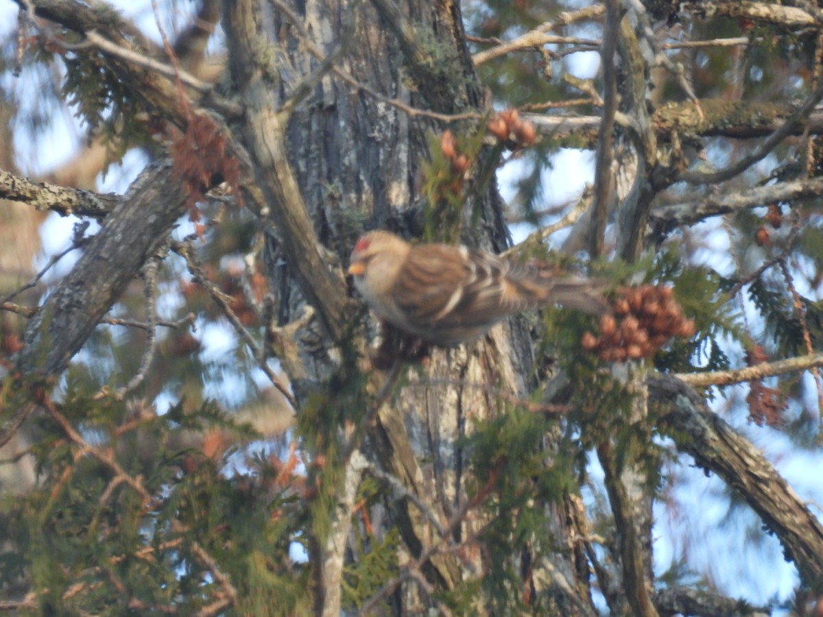 Redpoll (Common) - ML612143806