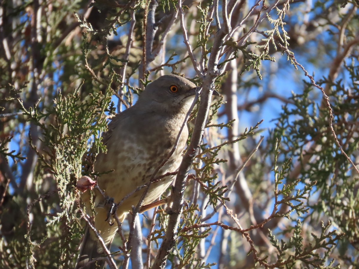 Curve-billed Thrasher - ML612143831
