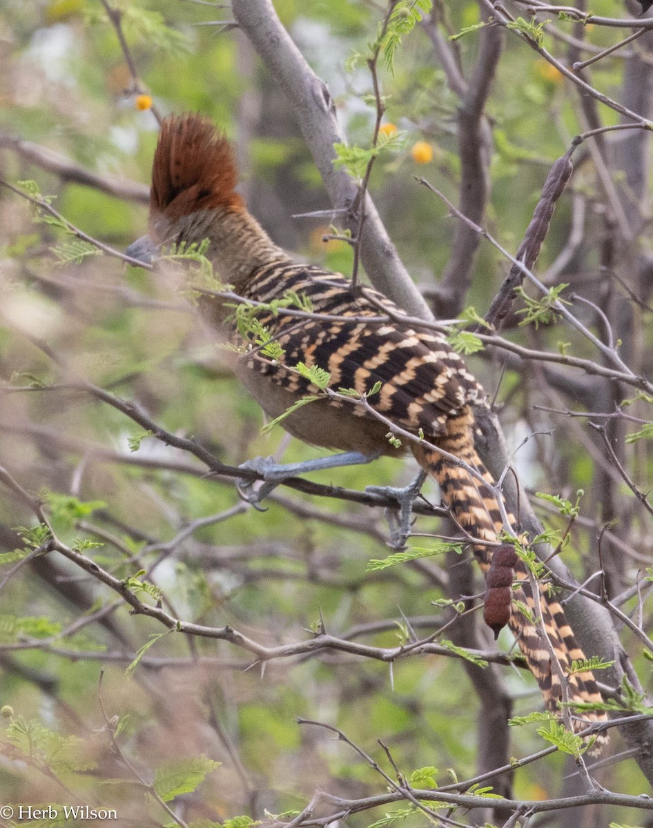 Giant Antshrike - ML612143832