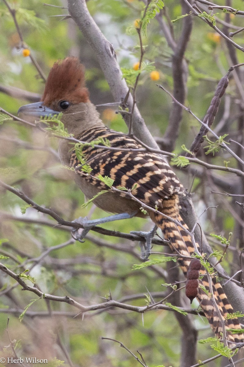 Giant Antshrike - ML612143833