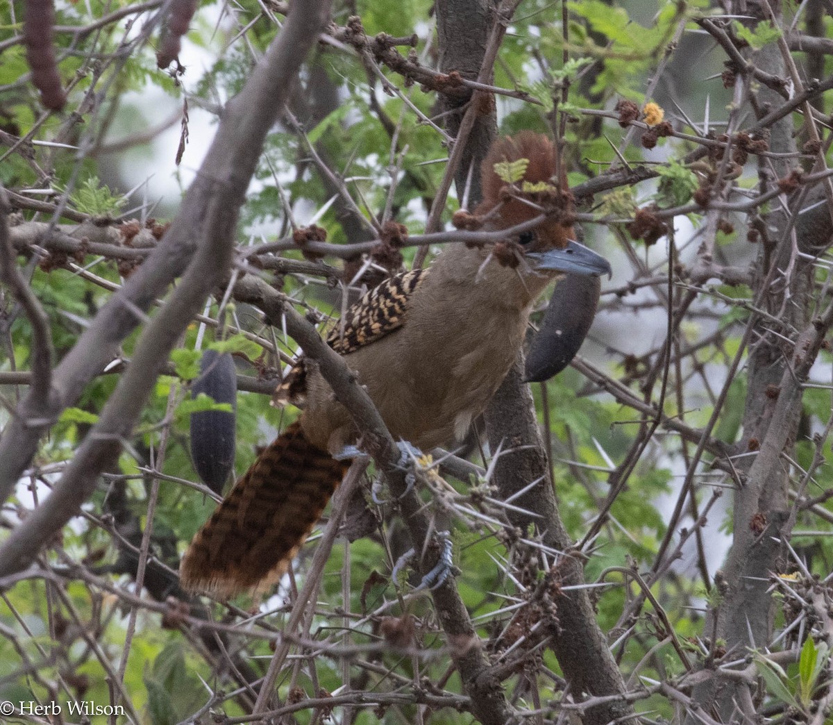 Giant Antshrike - ML612143843