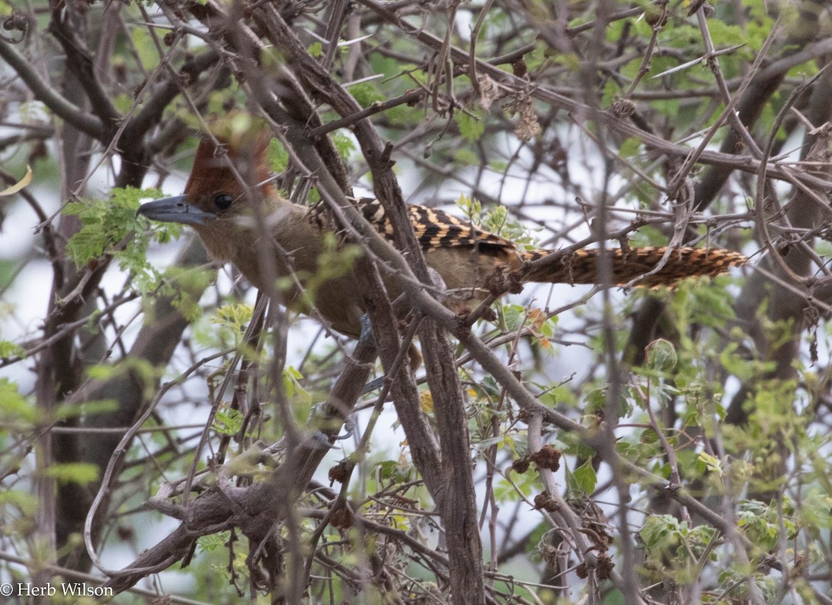 Giant Antshrike - ML612143844