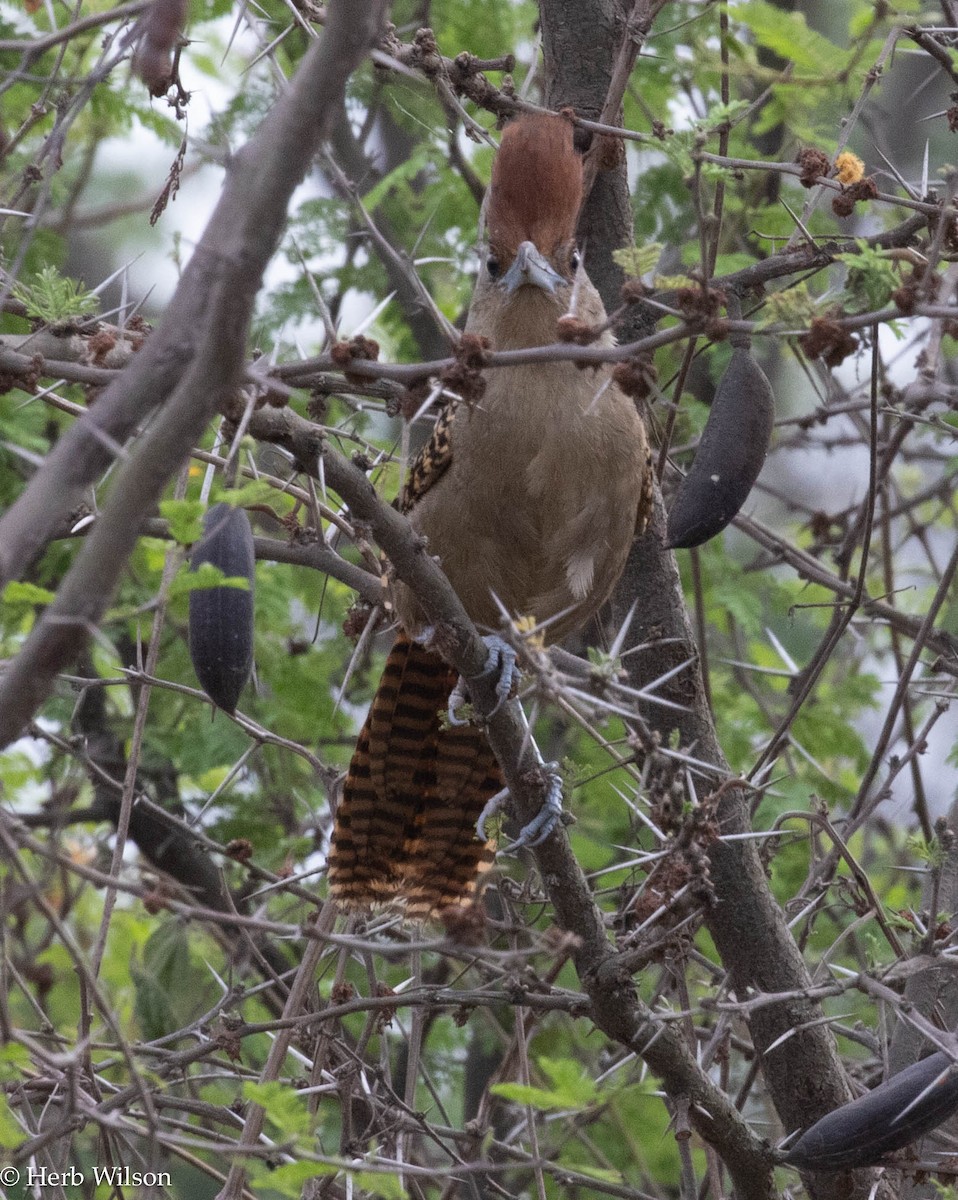 Giant Antshrike - Herb Wilson