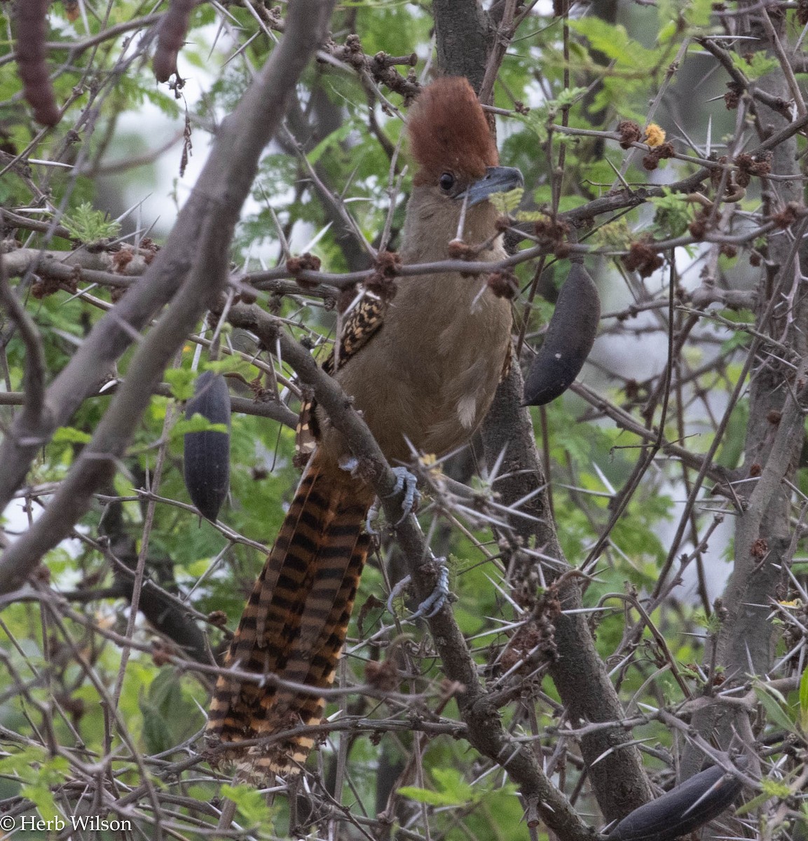 Giant Antshrike - ML612143846