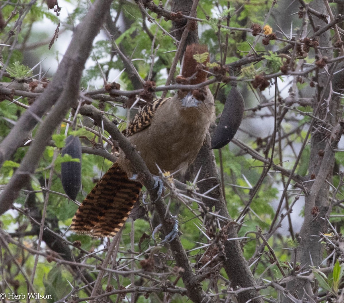 Giant Antshrike - Herb Wilson