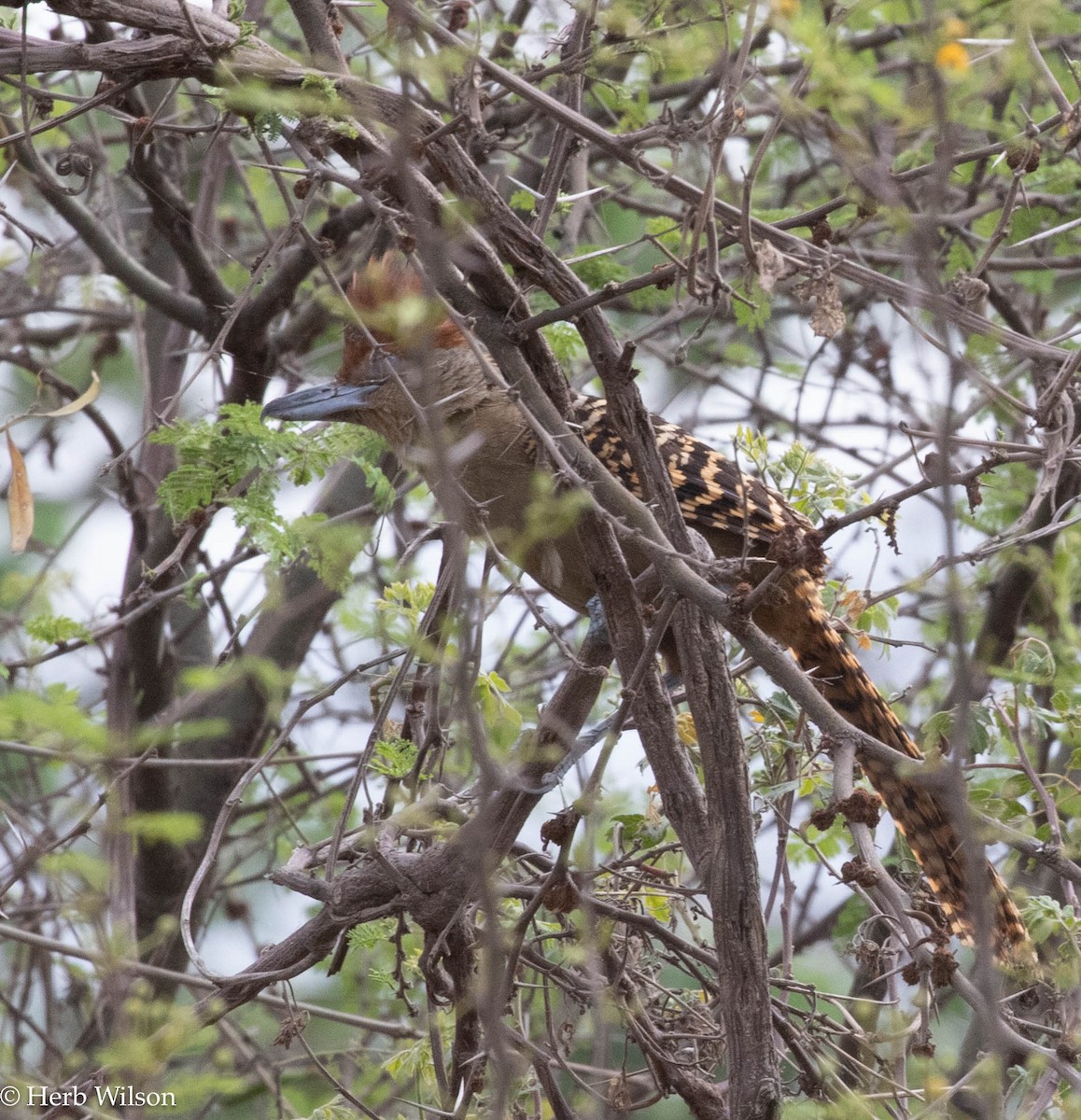 Giant Antshrike - ML612143848