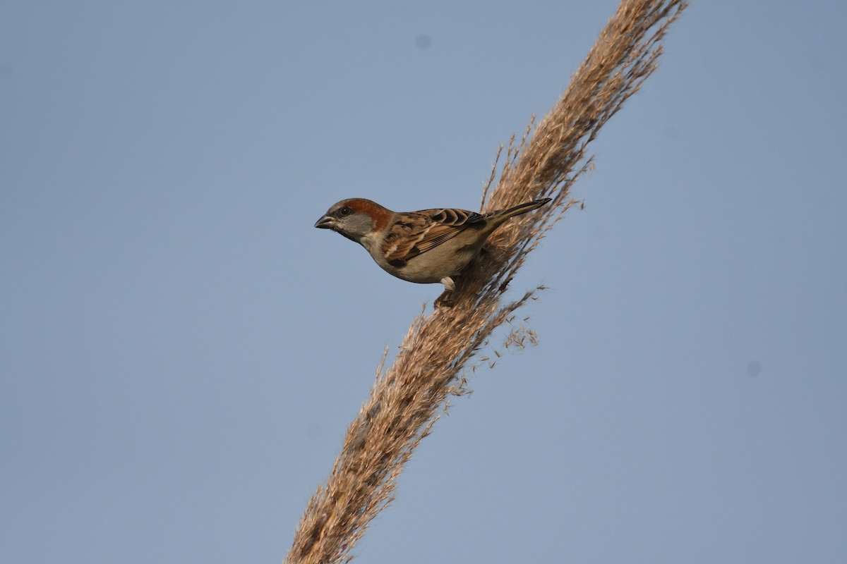 Sind Sparrow - Mahesh Rajpoot