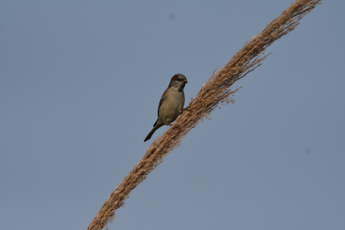 Sind Sparrow - Mahesh Rajpoot
