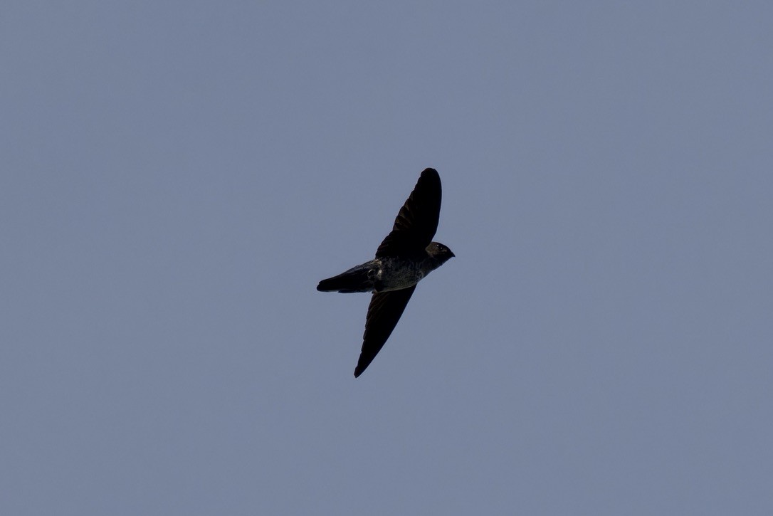 Plume-toed Swiftlet - ML612143902