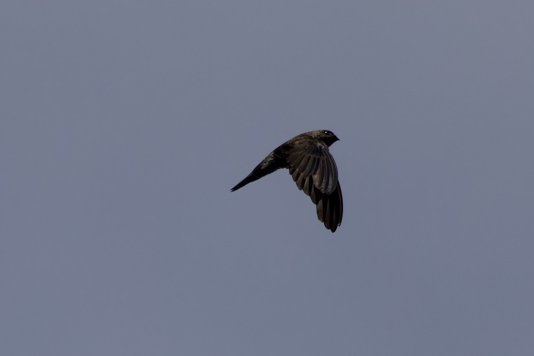 Plume-toed Swiftlet - ML612143904