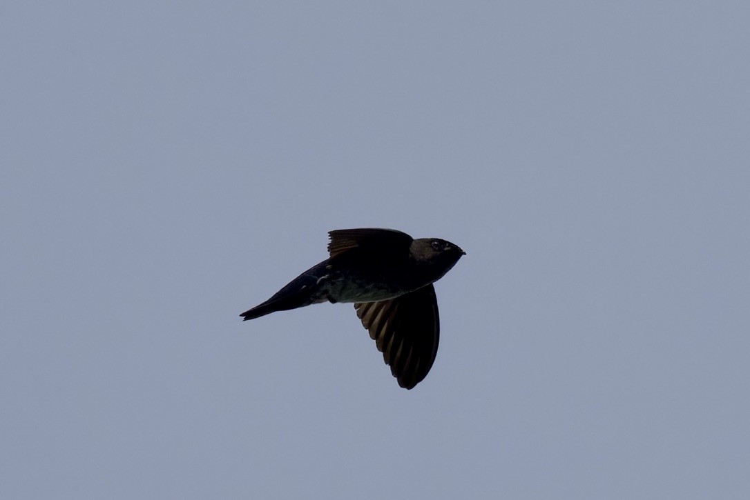 Plume-toed Swiftlet - ML612143910