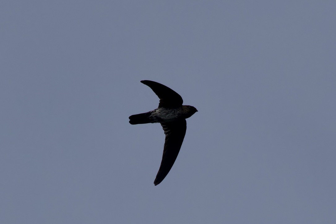 Plume-toed Swiftlet - ML612143912