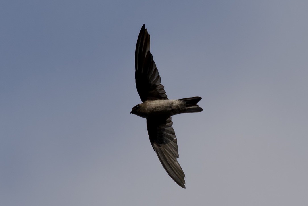 Plume-toed Swiftlet - ML612143913