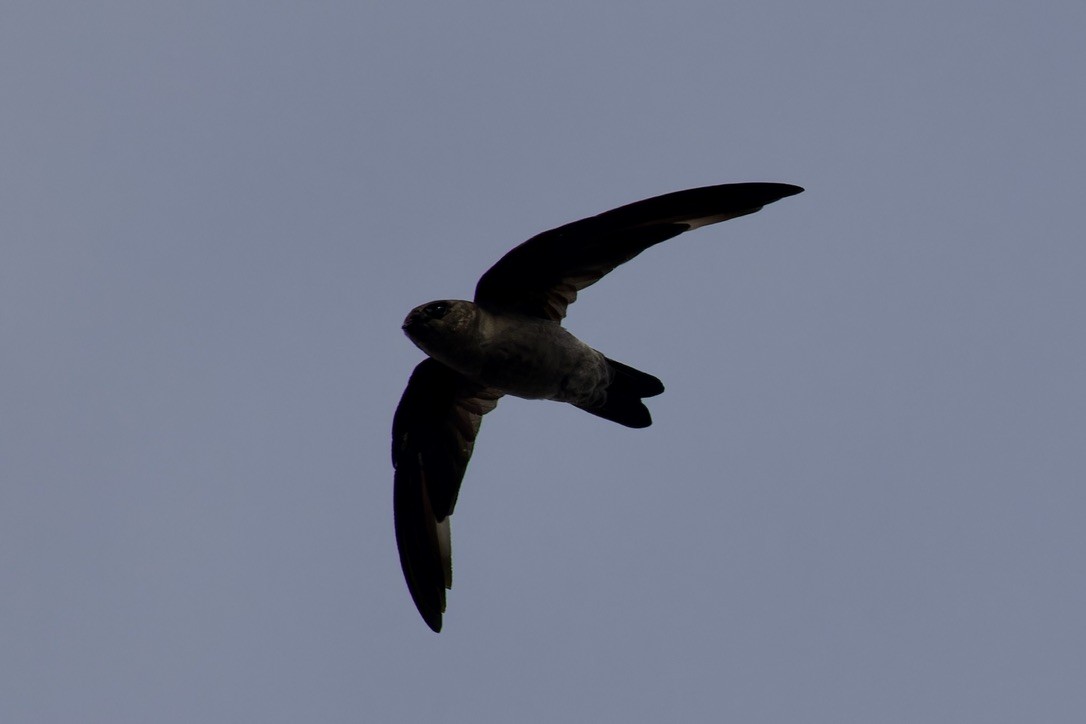 Plume-toed Swiftlet - ML612143914