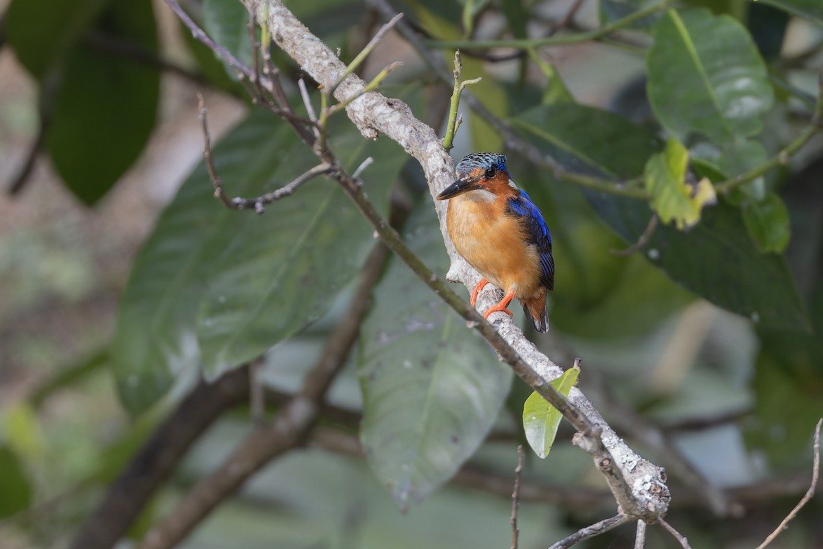 Malagasy Kingfisher - ML612143965