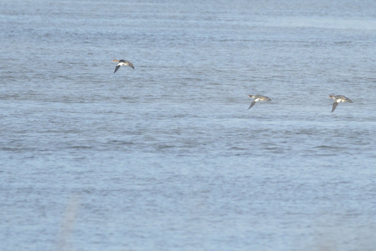 Red-breasted Merganser - ML612144121