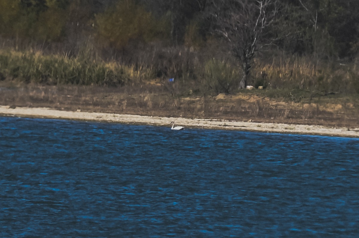 Tundra Swan - ML612144267