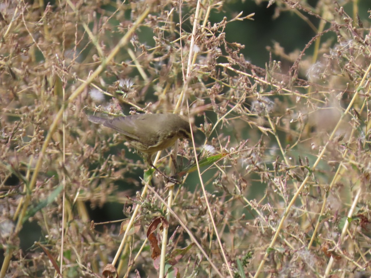 Tytler's Leaf Warbler - ML612144376