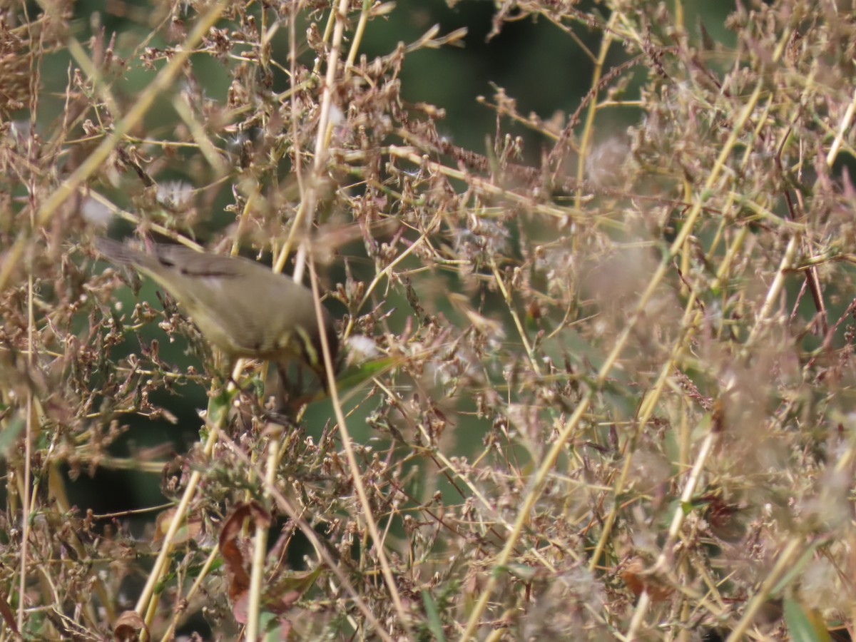 Tytler's Leaf Warbler - ML612144380