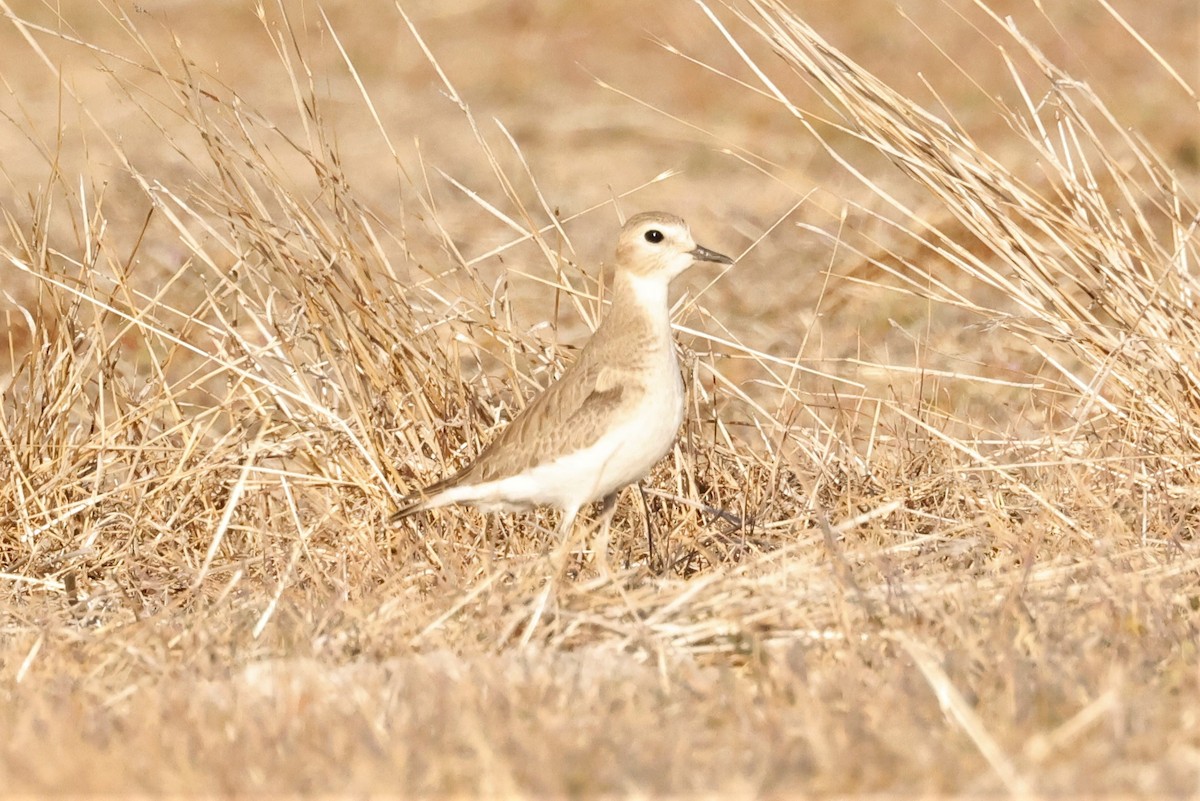 Mountain Plover - Russ Namitz