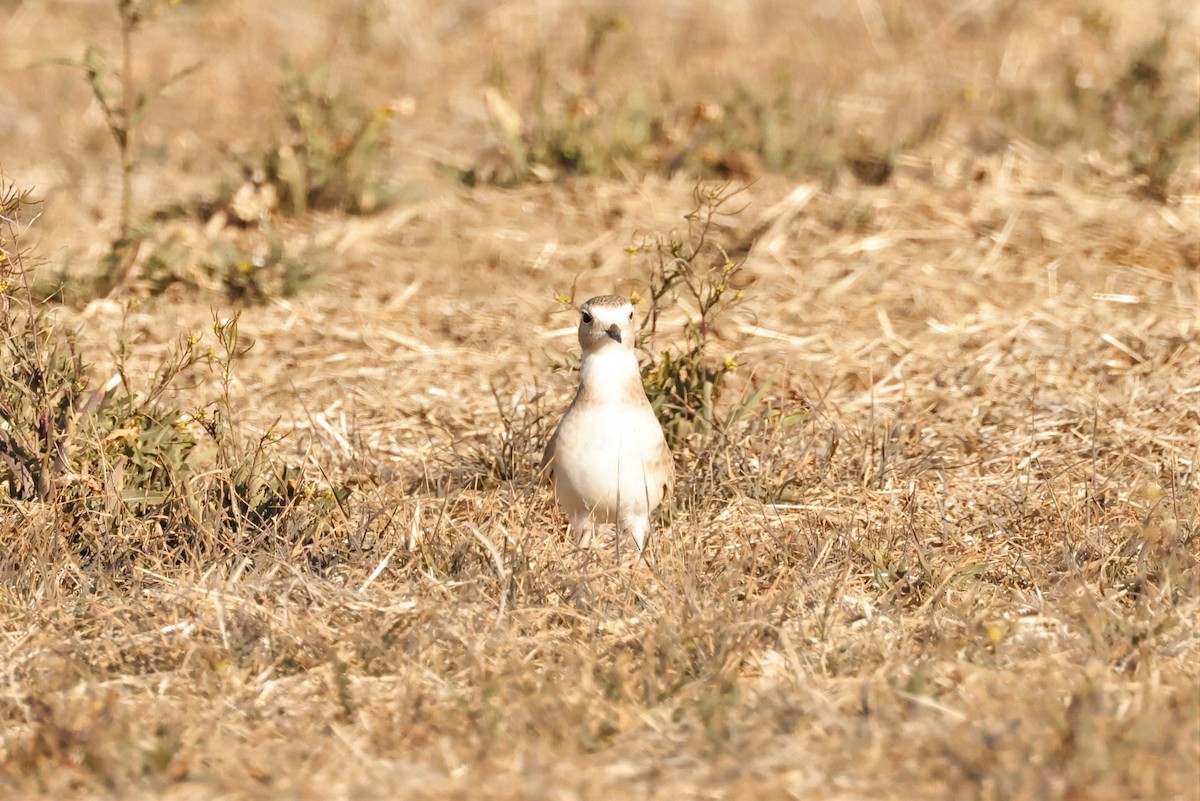 Mountain Plover - Russ Namitz