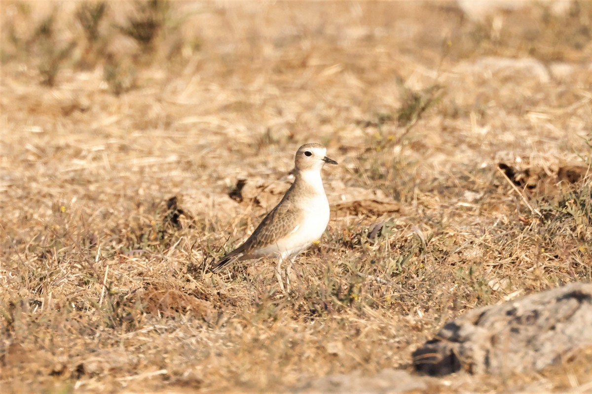 Mountain Plover - Russ Namitz