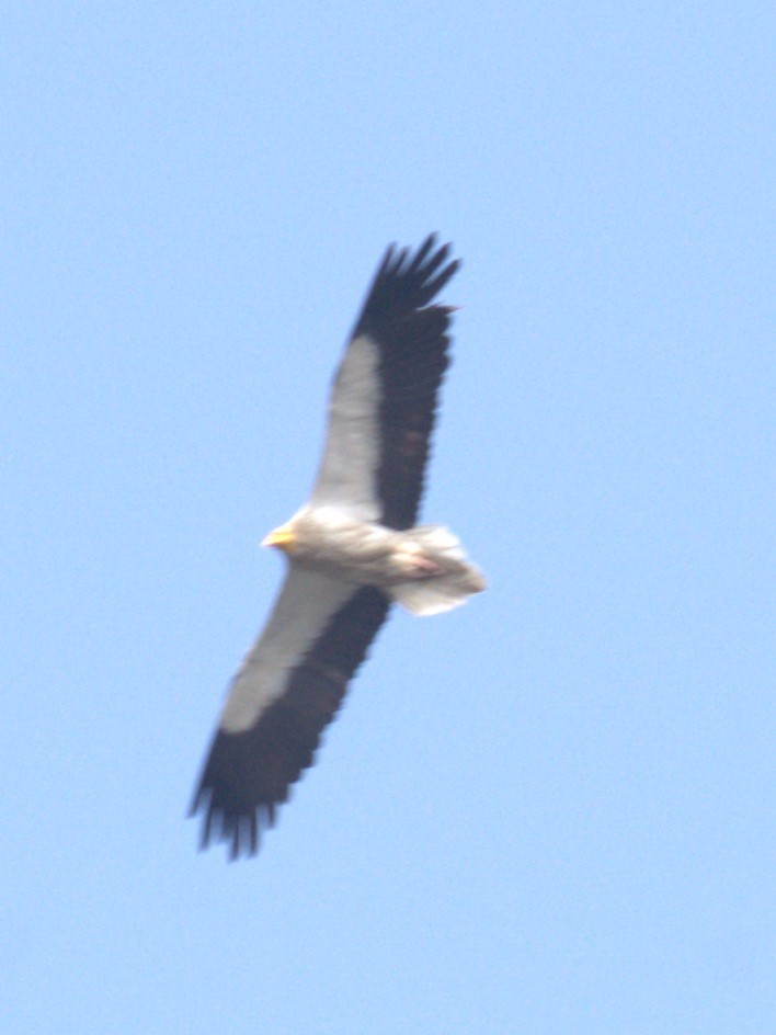 Egyptian Vulture - ML612144436